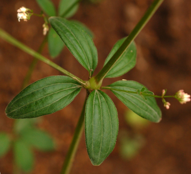 Image of Galium maximowiczii specimen.