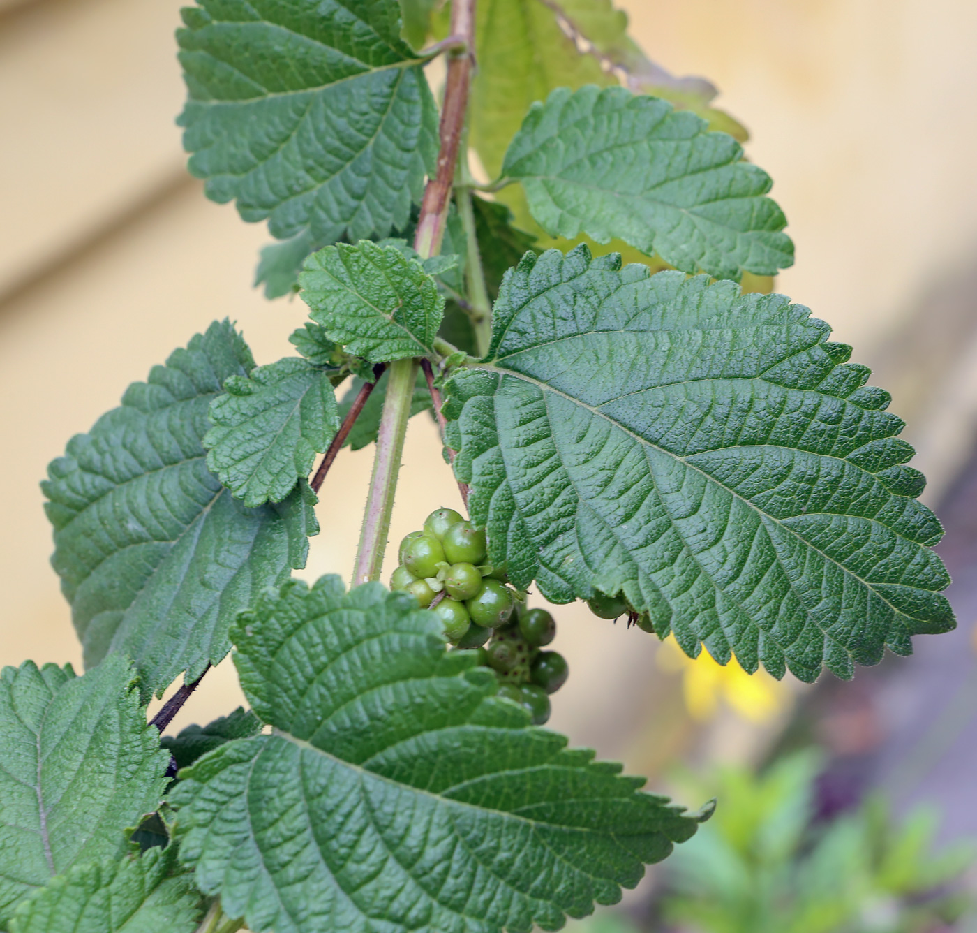 Image of Lantana camara specimen.