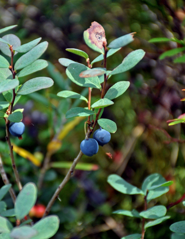 Image of Vaccinium uliginosum specimen.