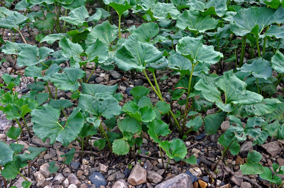 Изображение особи Petasites radiatus.