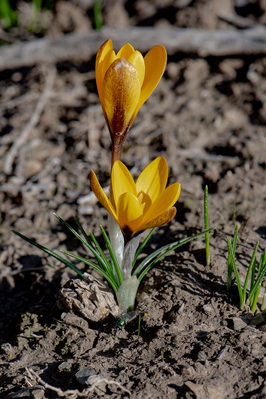 Изображение особи Crocus korolkowii.