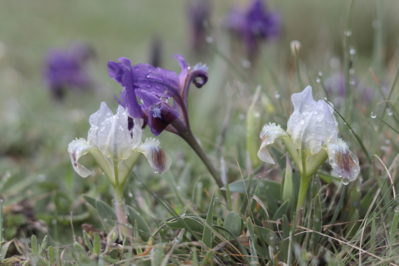 Image of Iris pumila specimen.