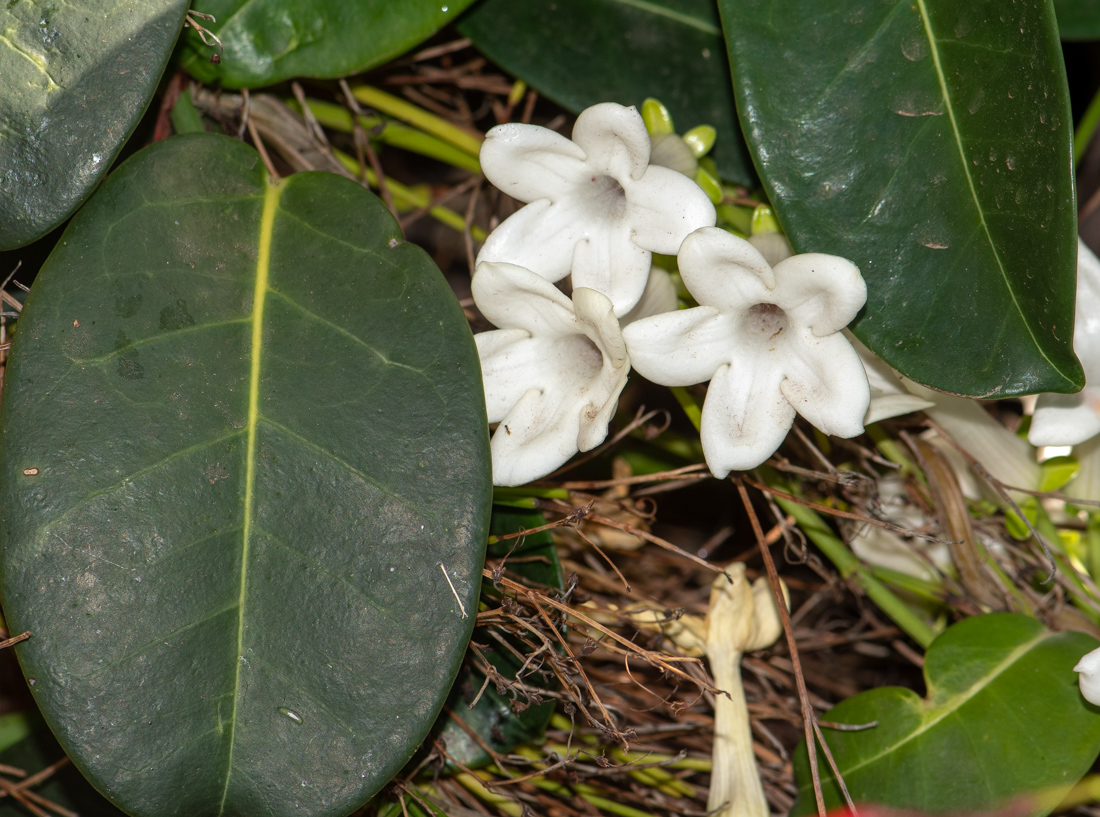 Image of Marsdenia floribunda specimen.