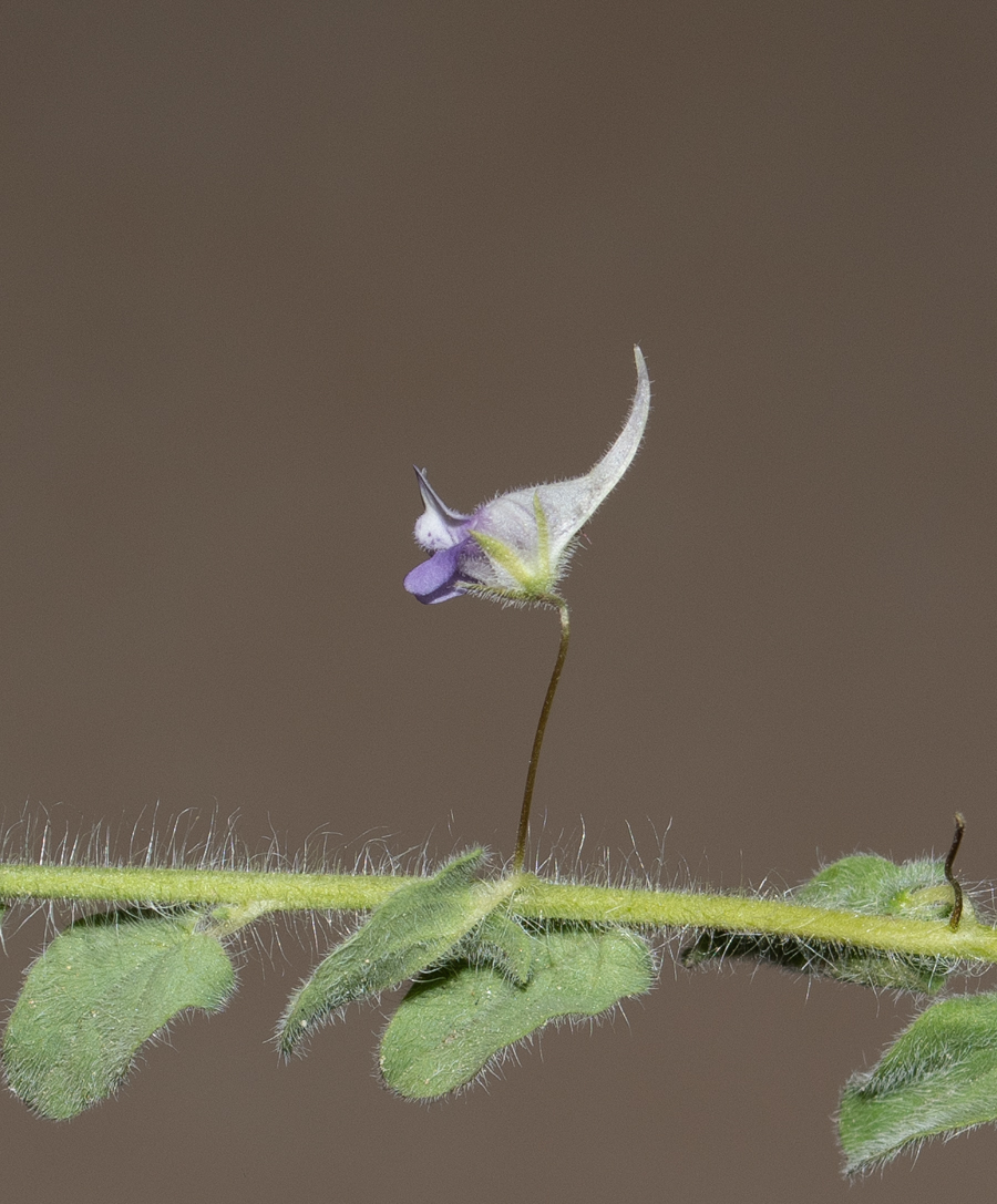 Image of Kickxia commutata ssp. graeca specimen.