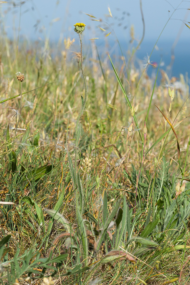 Image of Pilosella echioides specimen.