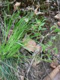 genus Carex. Плодоносящее(?) растение. Хабаровский край, Хабаровский р-н, 17 км Владивостокского шоссе. 16.05.2017.