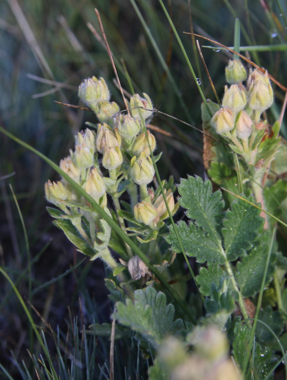 Image of genus Potentilla specimen.