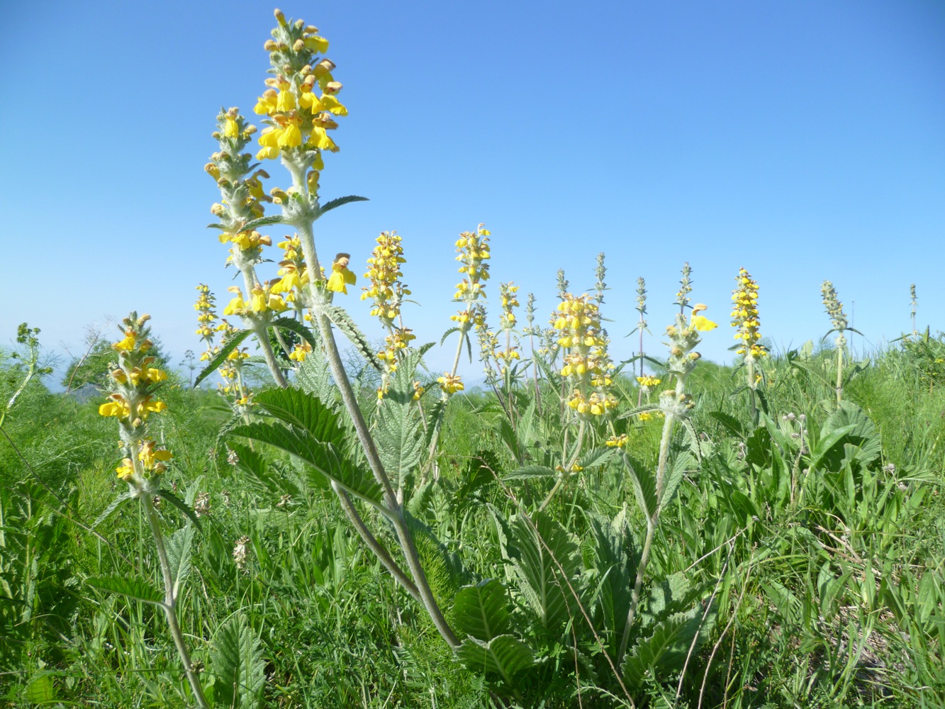 Image of Phlomoides baldschuanica specimen.