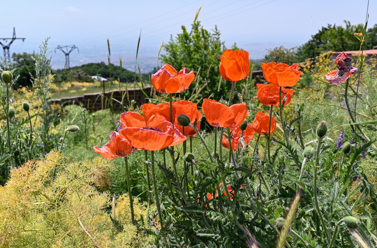 Изображение особи род Papaver.