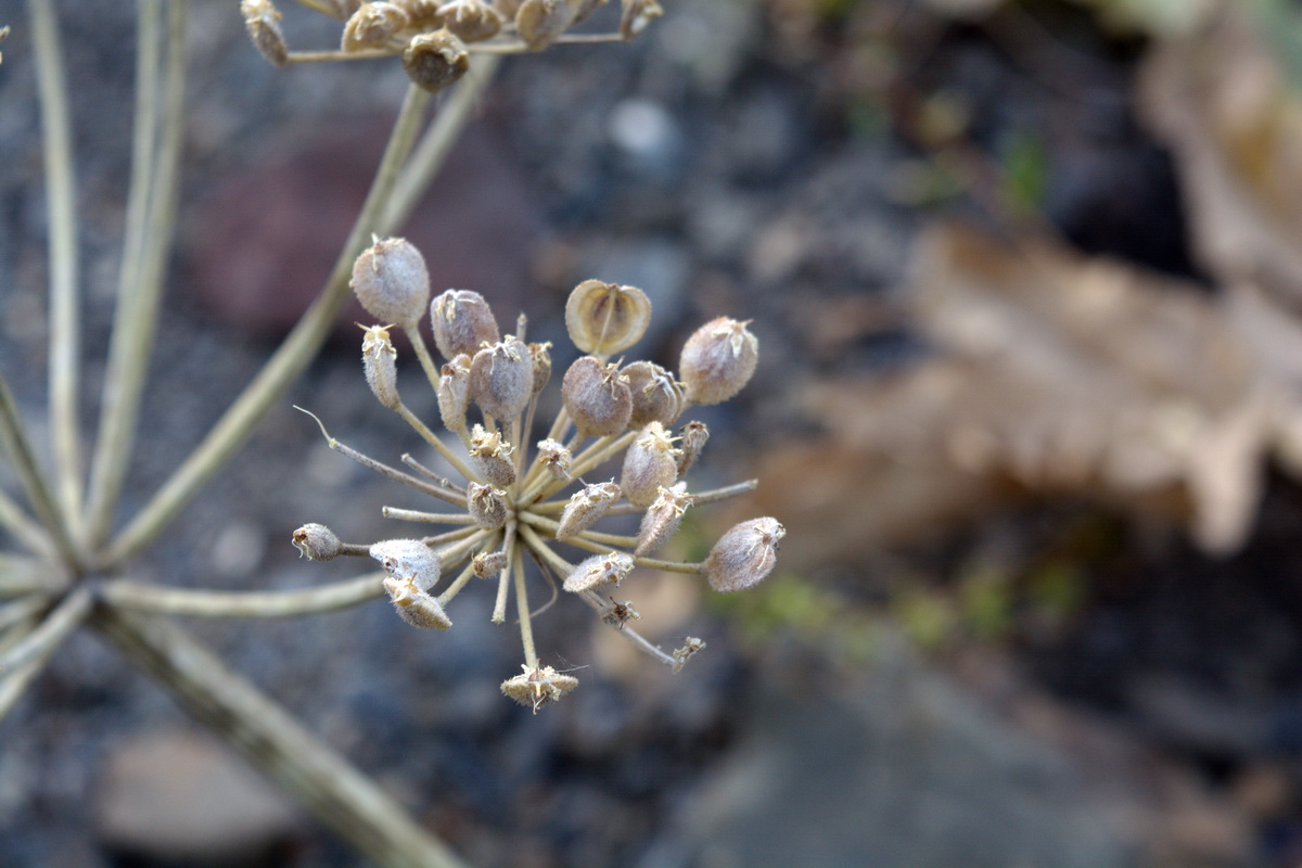 Изображение особи род Heracleum.