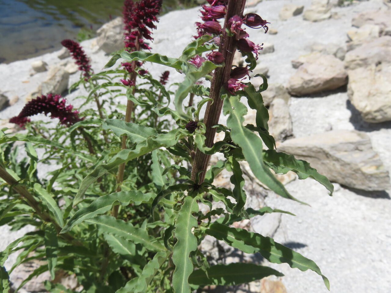 Image of Lysimachia atropurpurea specimen.