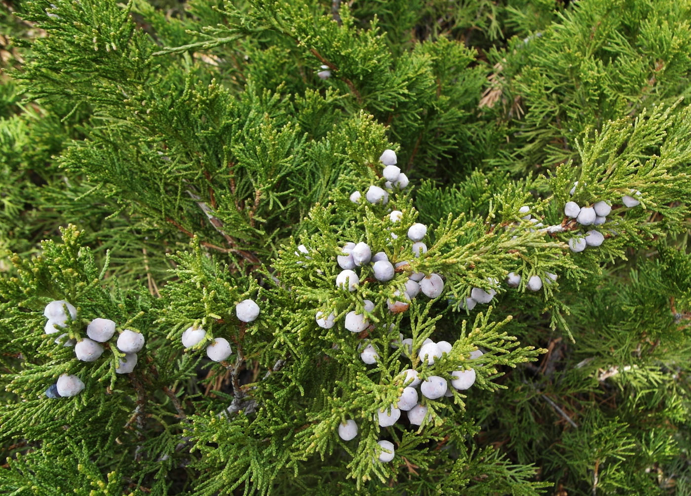 Изображение особи Juniperus sabina.