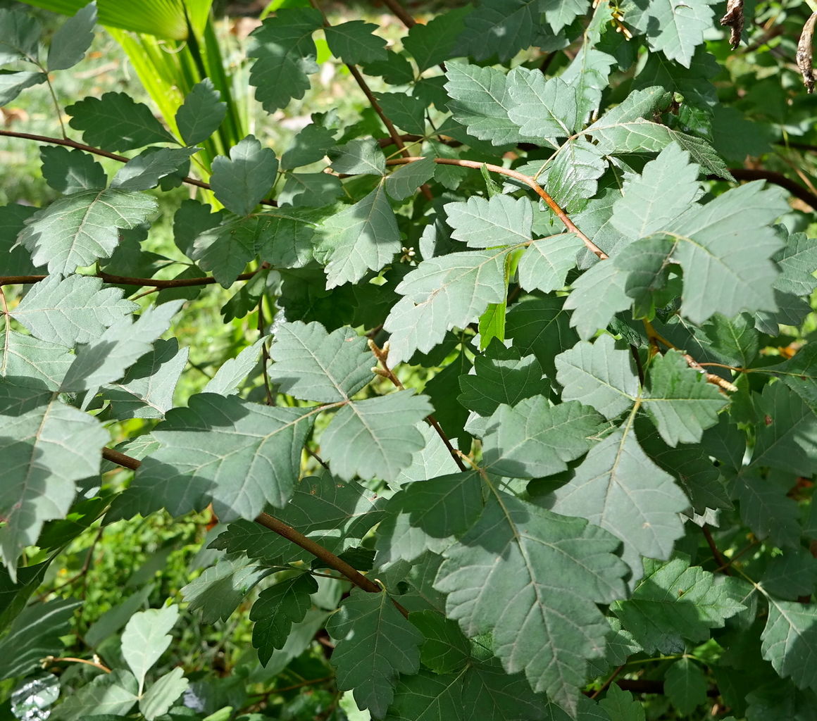 Image of Rhus aromatica specimen.