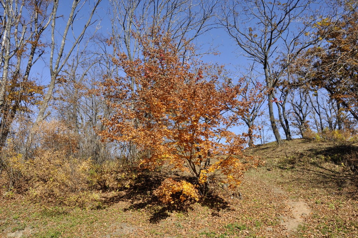 Image of Acer mono specimen.