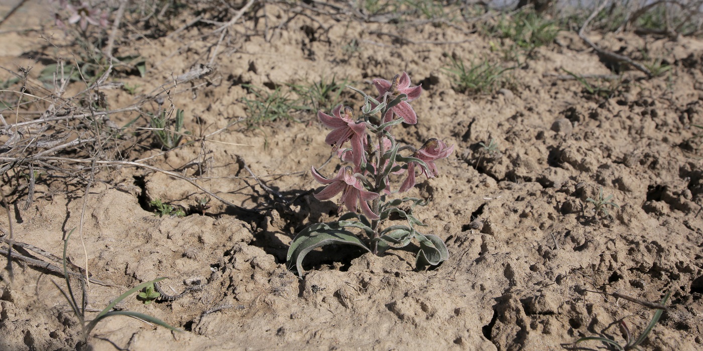 Изображение особи Rhinopetalum karelinii.