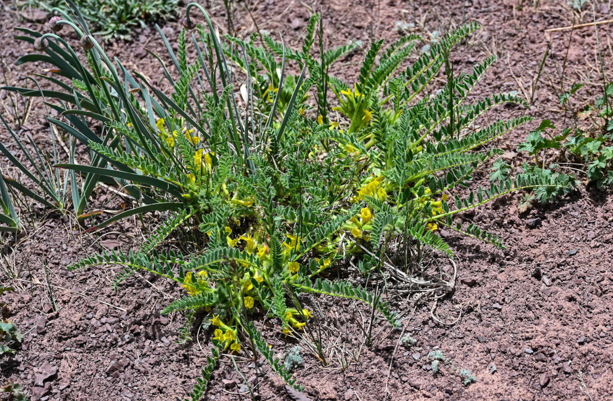 Изображение особи Astragalus lithophilus.