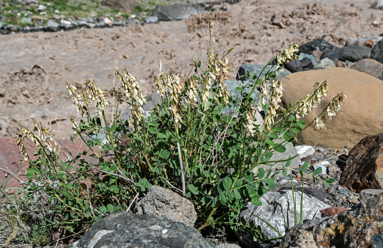 Изображение особи Hedysarum flavescens.