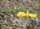 Sarothamnus scoparius. Верхушка обломанной веточки с цветком (наклонена вправо для съёмки). Испания, автономное сообщество Каталония, провинция Жирона, комарка Рипольес, муниципалитет Сеткасес, окр. н.п. Сеткасес, ≈1350 м н.у.м., пойма ручья Валь-Льобре, речная терраса у подножия облесённого склона. 16.04.2023.