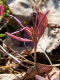 Melampyrum nemorosum