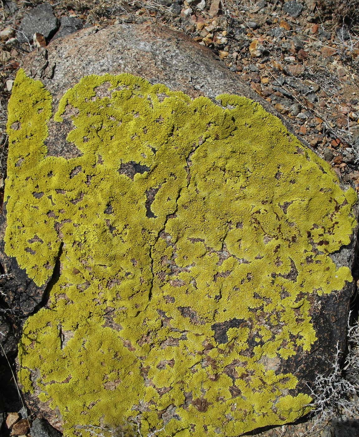 Image of Pleopsidium flavum specimen.