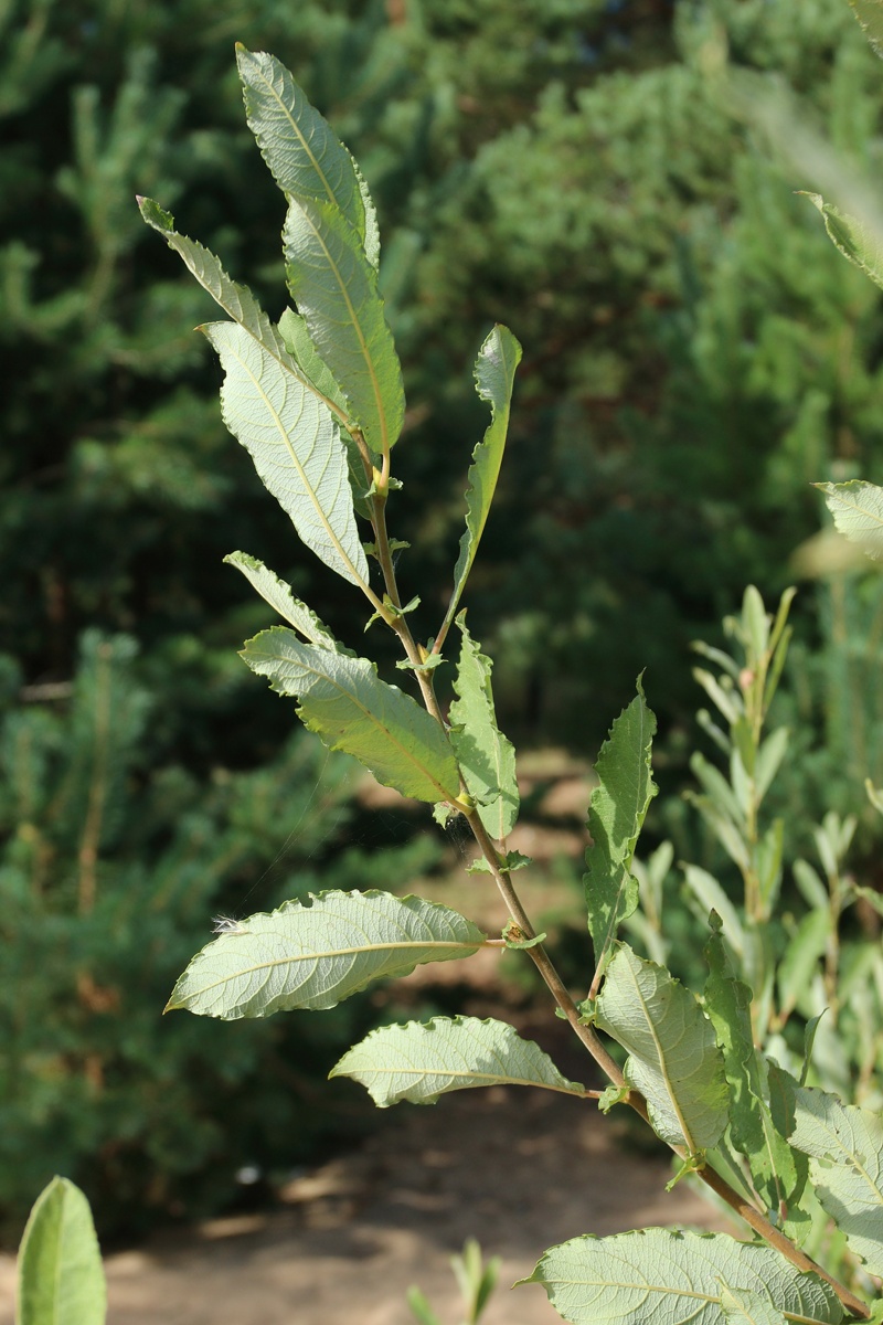 Image of Salix cinerea specimen.