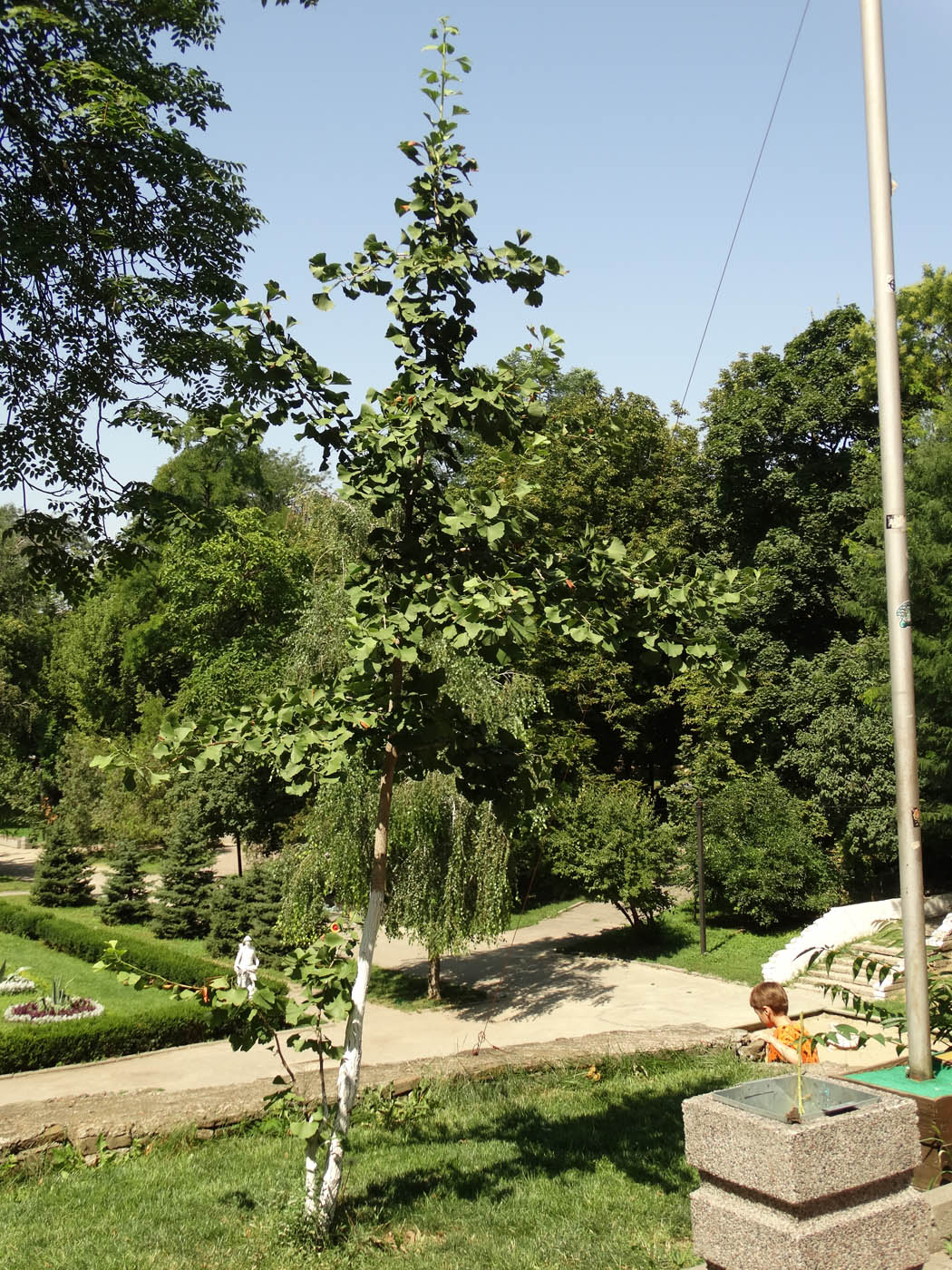 Image of Ginkgo biloba specimen.