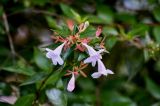 Abelia × grandiflora. Верхушка ветви с соцветием. Грузия, Аджария, Батумский ботанический сад, в культуре. 16.06.2023.