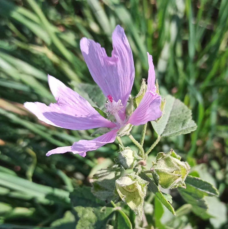 Image of Malva thuringiaca specimen.