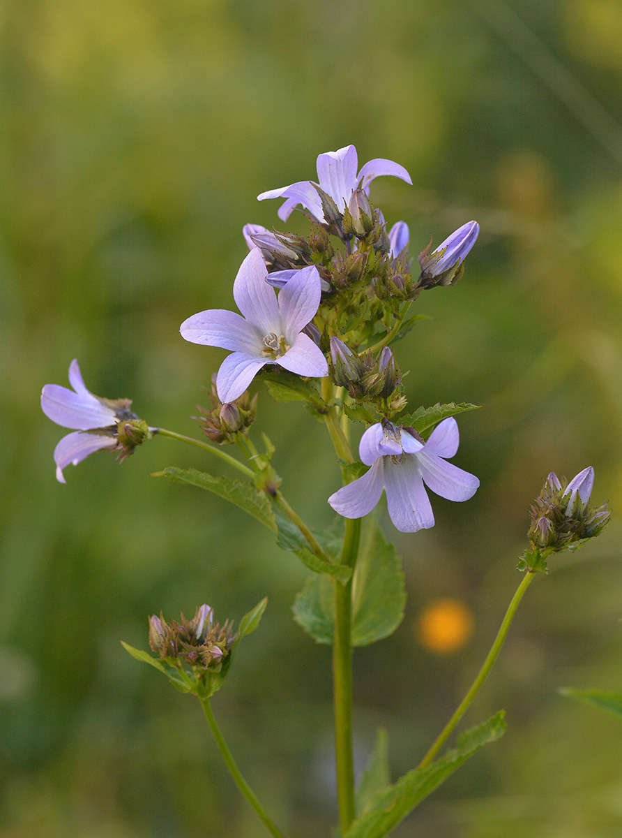 Image of Gadellia lactiflora specimen.