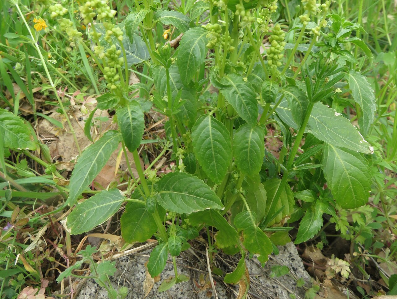 Image of Mercurialis annua specimen.