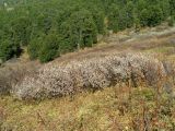 Salix glauca. Растение, закончившее вегетацию. Алтай, Семинский хребет, урочище Обуток. 23.09.2010.