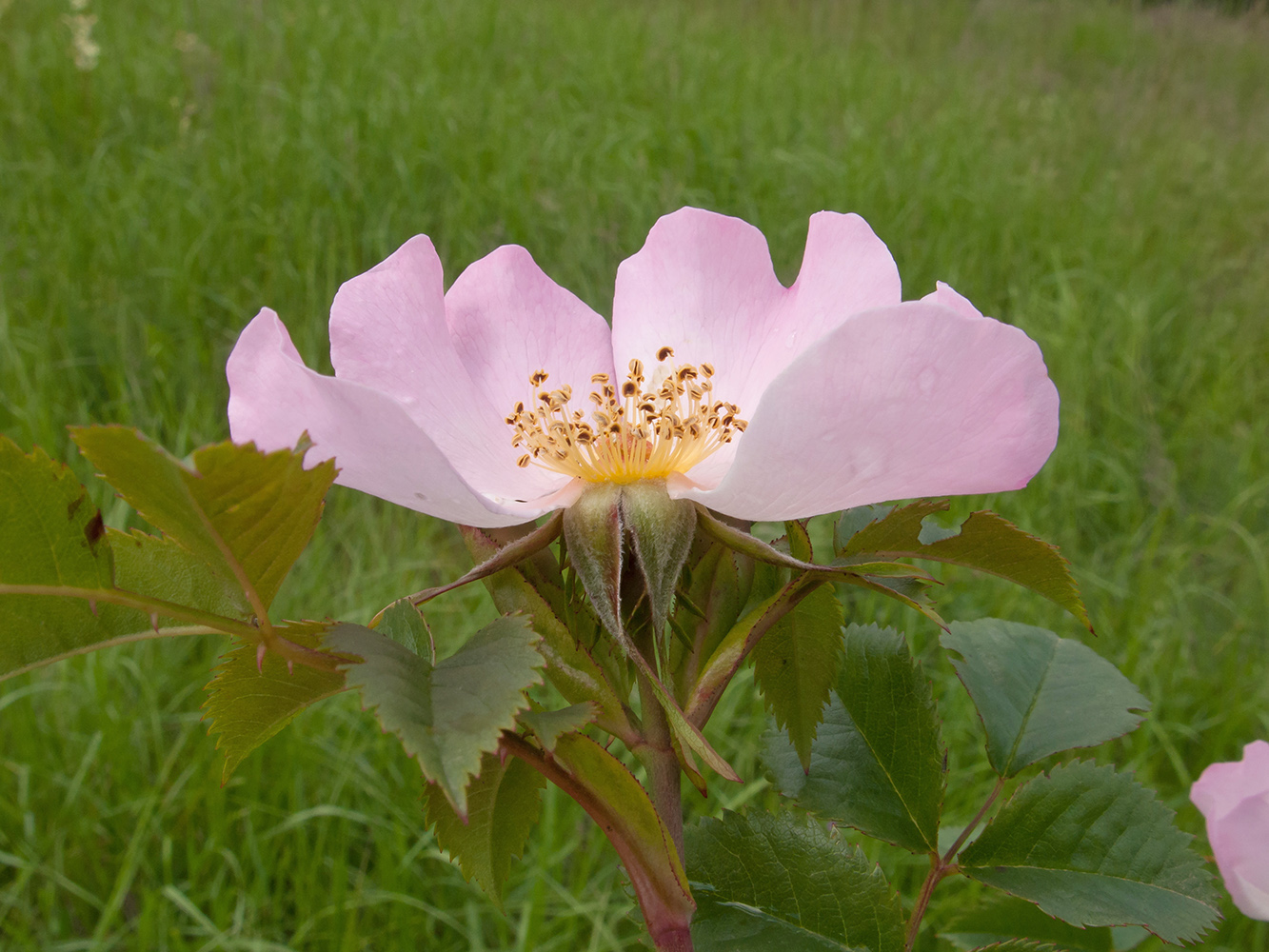 Image of genus Rosa specimen.