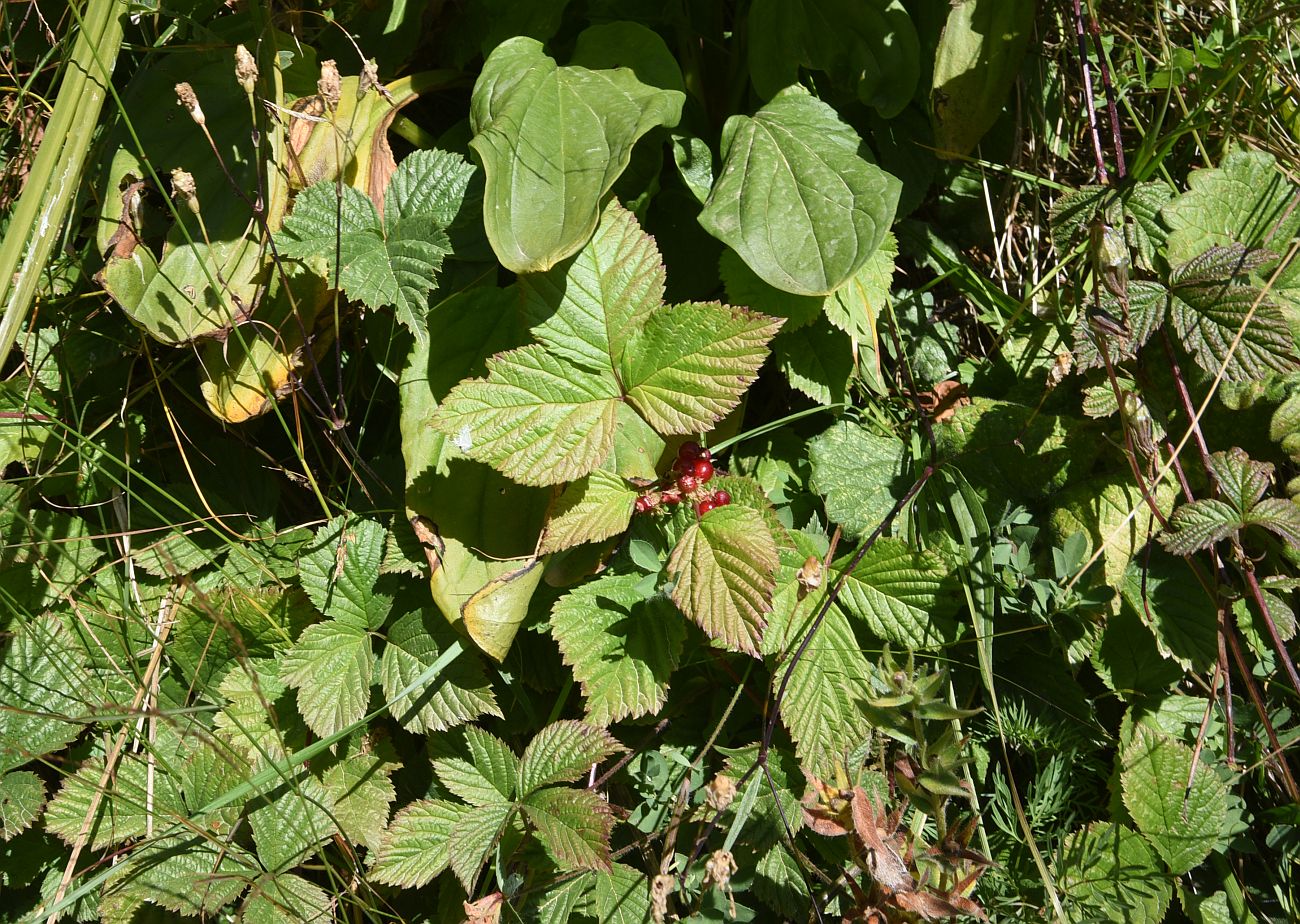 Изображение особи Rubus saxatilis.