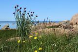 Allium schoenoprasum. Растения с развивающимися соцветиями в сообществе с Potentilla anserina, Festuca arenaria(?), Eleocharis fennica и Juncus gerardi. Ленинградская обл., Ломоносовский р-н, окр. Шепелёвского маяка близ прожекторной станции; п-ов Каравалдай, берег Финского залива, каменистый марш. 10.06.2023.