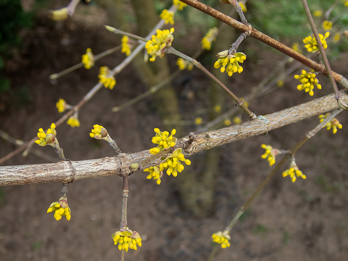 Изображение особи Cornus mas.