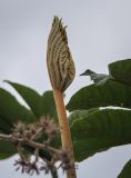 Tetrapanax papyrifer