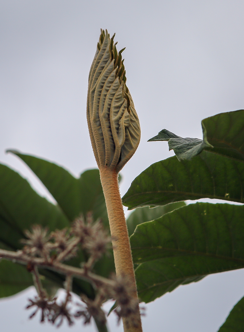 Image of Tetrapanax papyrifer specimen.