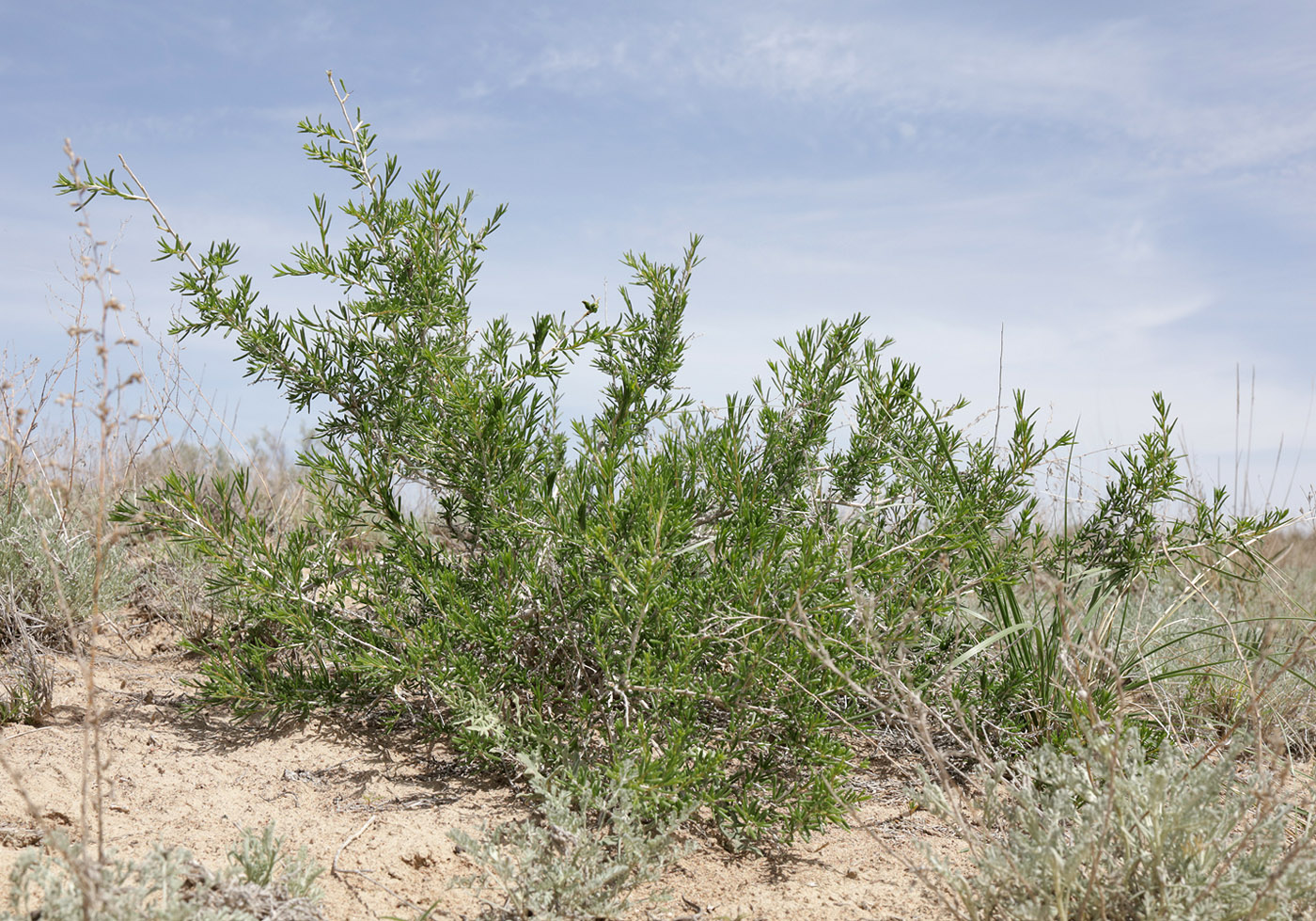 Image of Salsola arbuscula specimen.