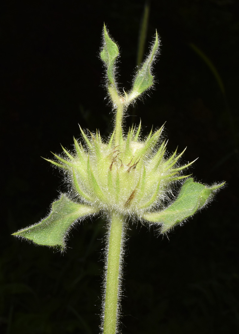 Изображение особи Phlomoides arctiifolia.