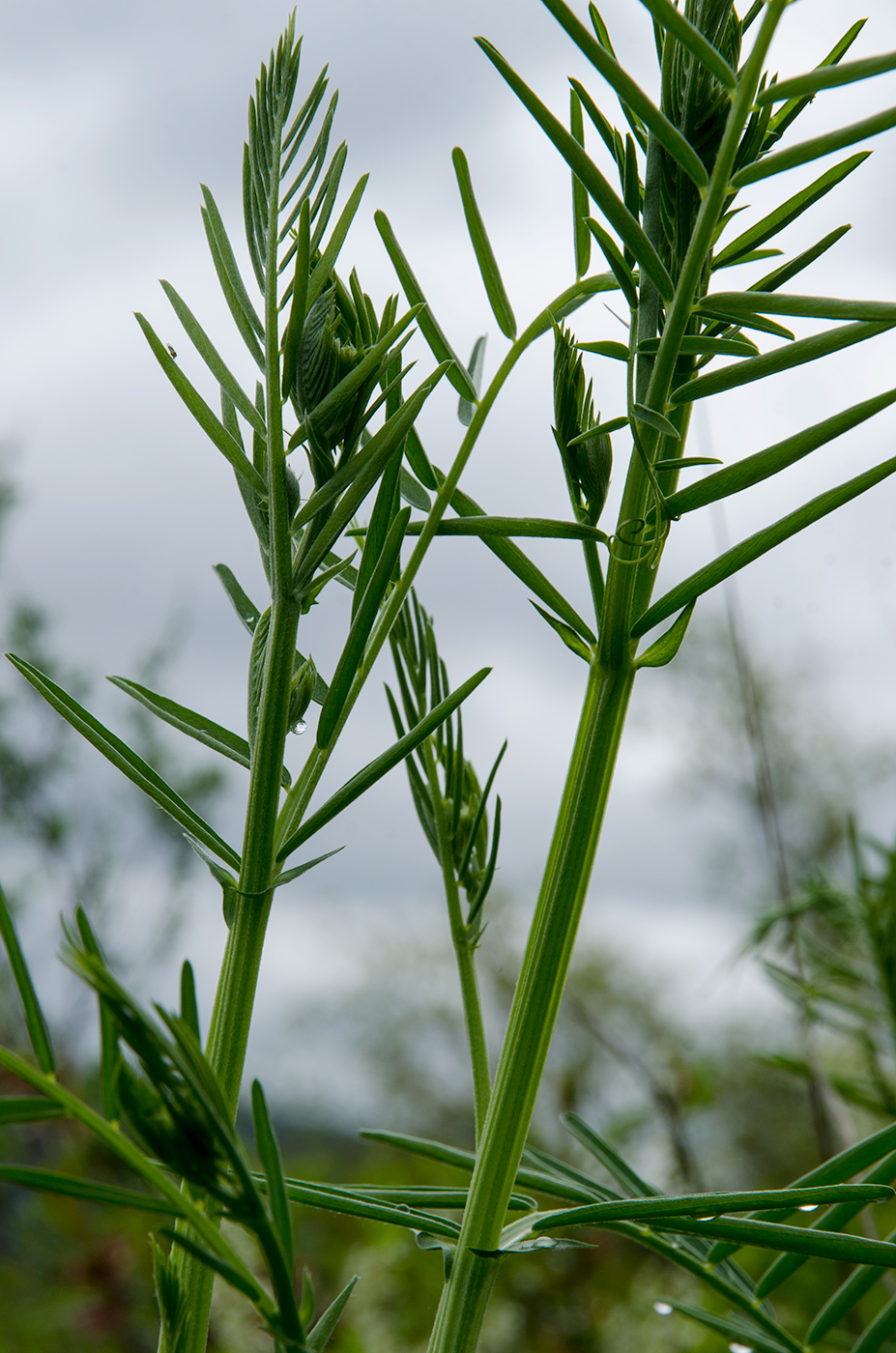 Image of familia Fabaceae specimen.