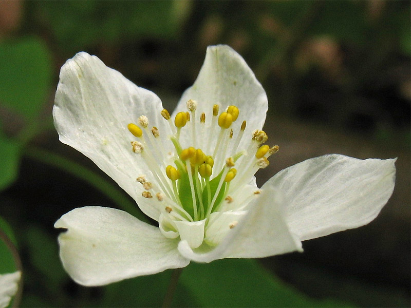 Image of Isopyrum thalictroides specimen.