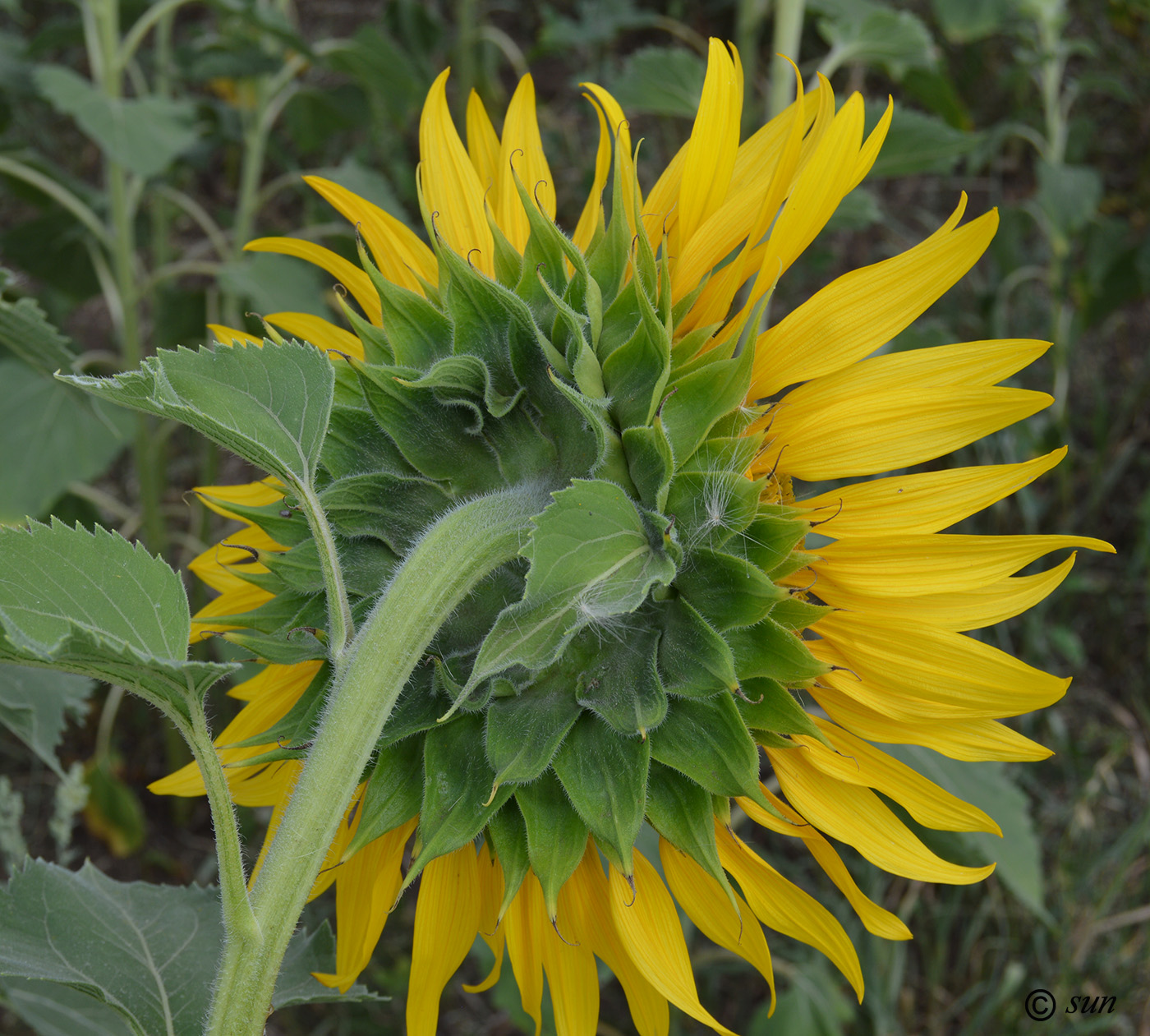 Image of Helianthus annuus specimen.