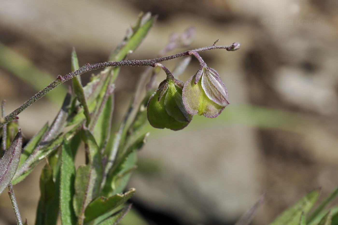 Image of Polygala sibirica specimen.