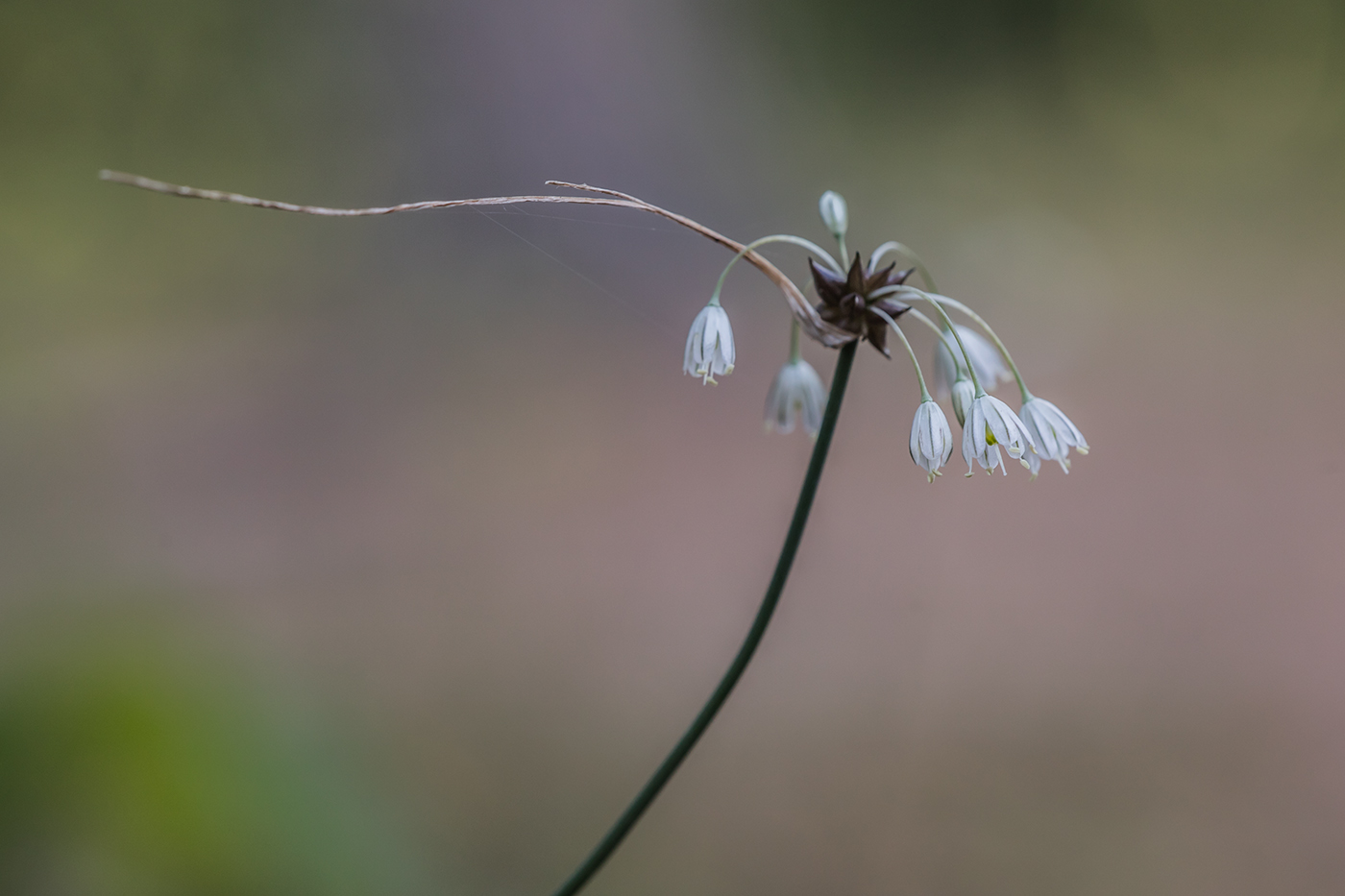 Изображение особи Allium oleraceum.