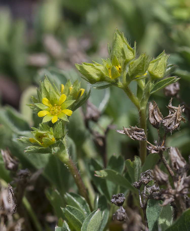 Изображение особи Sibbaldia parviflora.