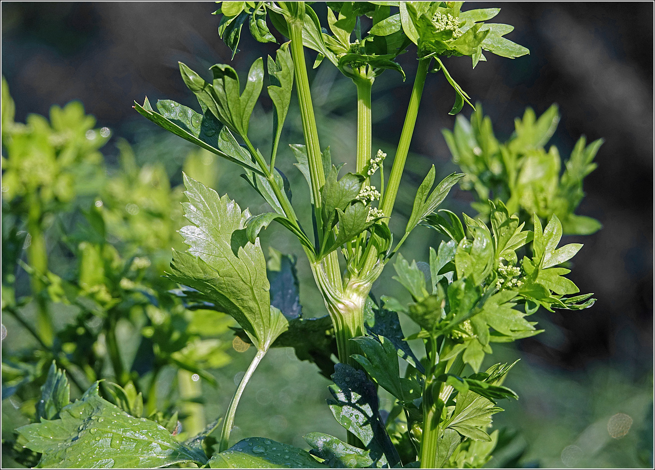 Image of Apium graveolens specimen.