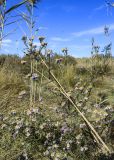 Tripolium pannonicum. Верхушка цветущего растения среди сухих побегов Phragmites australis. Испания, автономное сообщество Каталония, провинция Жирона, комарка Альт-Эмпорда, муниципалитет Сан-Педро-Пескадор, устье р. Флувиа, осушенный участок маршевого луга на переходе к приречной растительности отводного канала. 19.10.2024.