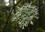 Evernia prunastri