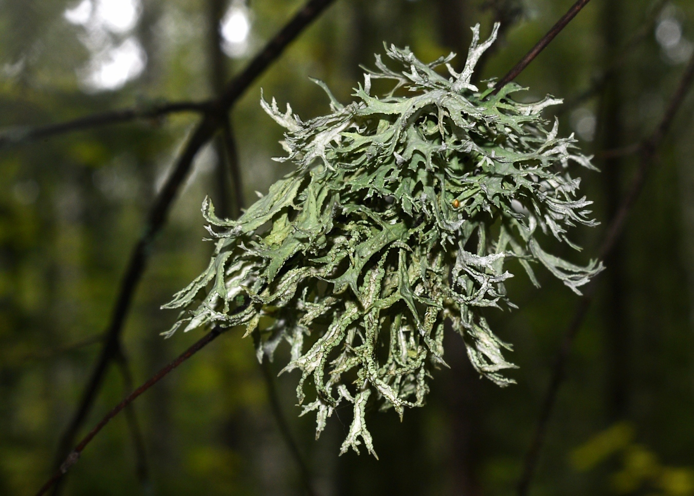 Image of Evernia prunastri specimen.