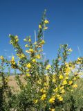 Caragana leucophloea. Ветви цветущего растения с завязавшимися плодами. Казахстан, Восточно-Казахстанская обл., Зайсанский р-н; Саур-Тарбагатай, Шиликтинская впадина, ≈ 1500 м н.у.м., степь. 1 июля 2024 г.